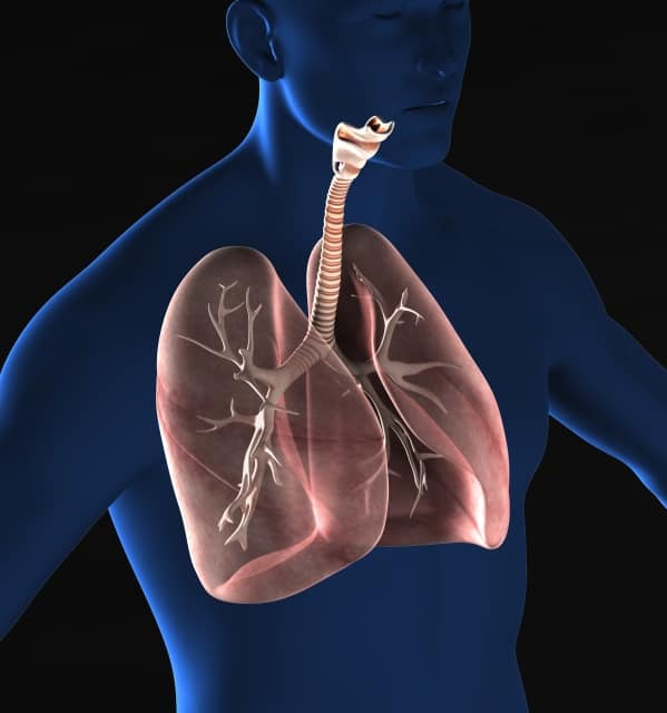 Lung image Lung image